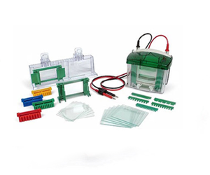 Biorad Mini-PROTEAN Tetra Electrophoresis System 伯樂(lè )小型垂直電泳槽16
