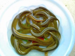 黃鱔苗（純手工捕捉，生猛沒(méi)?。? /></a>
                            </div>
                            <p>
                                <a href=