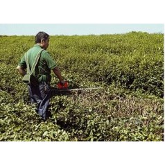 供應環(huán)保節能型鋰電型電動(dòng)茶樹(shù)重修剪機