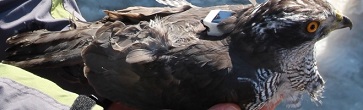 SAKER-L鳥(niǎo)類(lèi)行為跟蹤儀