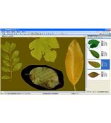 LA-S型植物葉面積、病斑、蟲(chóng)損、葉色分檔分析儀系統
