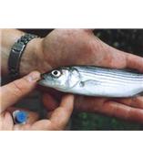 魚(yú)類(lèi)標記 VIE熒光魚(yú)類(lèi)標記